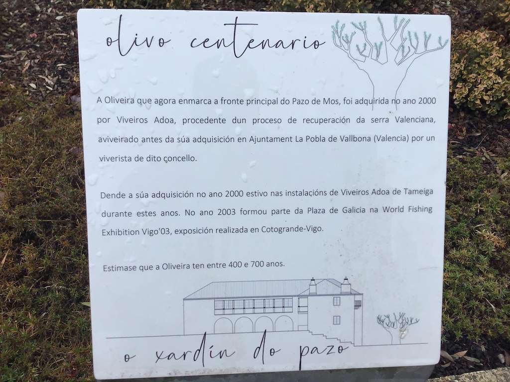 Olivo Centenerio en Mos