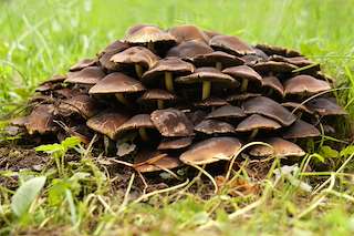 Outono Micolóxico en Vilagarcía de Arousa