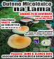 FiestasRelacionadas Outono Micolóxico (1) en A Lama