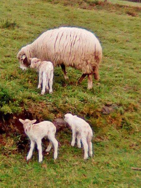 Parque Temático Aldea Nova en Narón