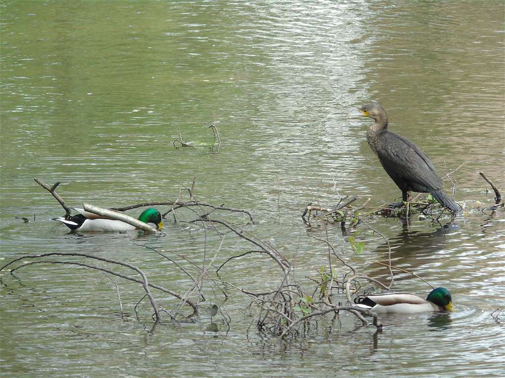 Paseo Fluvial de Arteixo