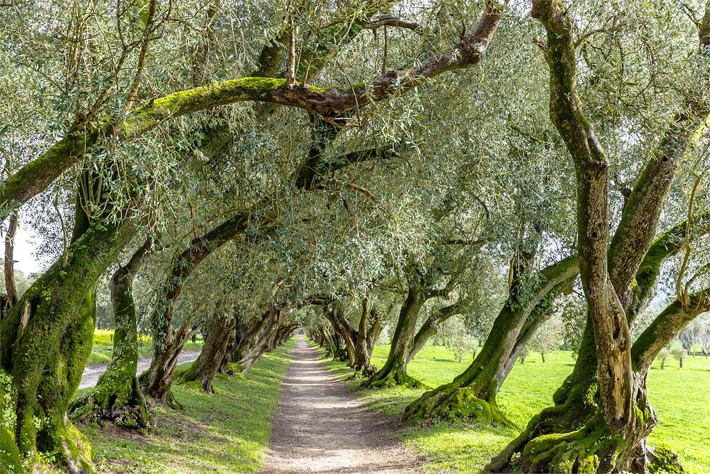 Pazo Santa Cruz de Rivadulla en Vedra