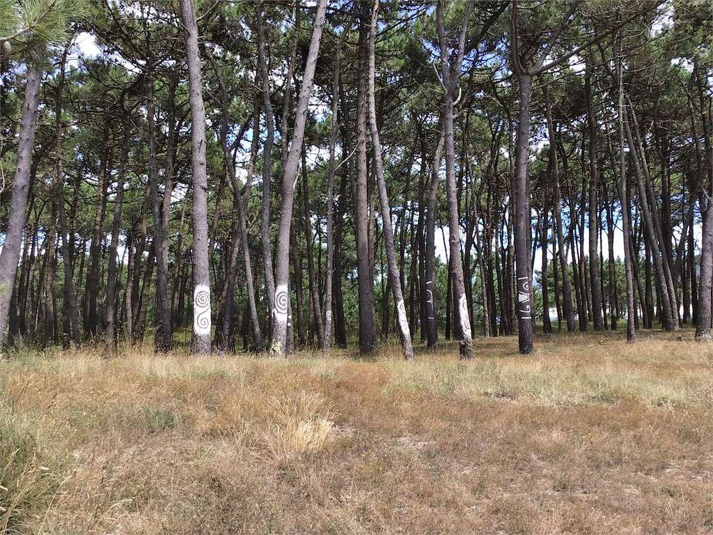 Piñeiral Castrexo do Puntal en A Guarda