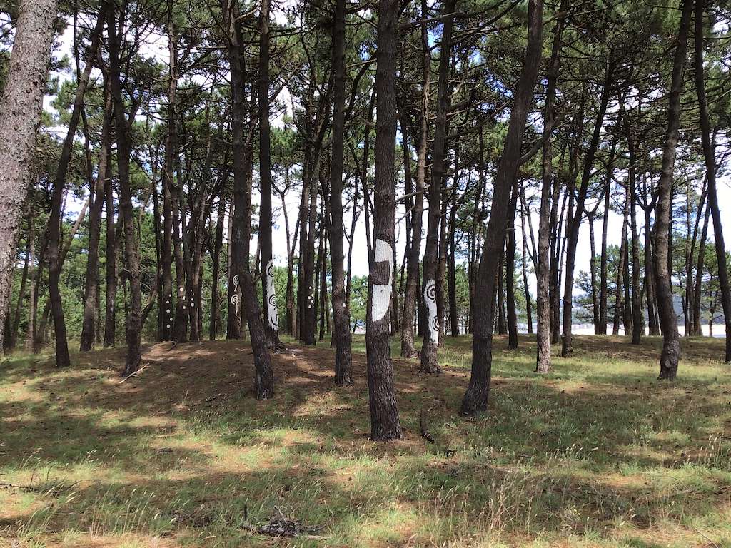 Piñeiral Castrexo do Puntal en A Guarda