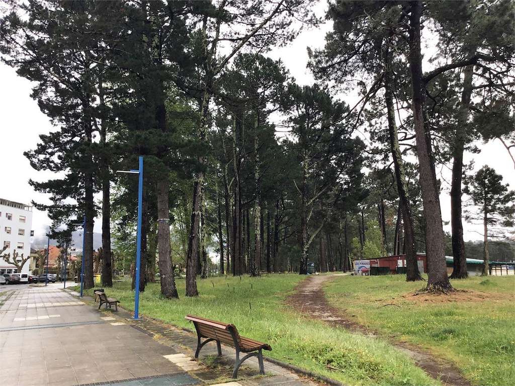 Pinar de A Magdalena en Cabanas