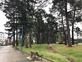 Pinar de A Magdalena