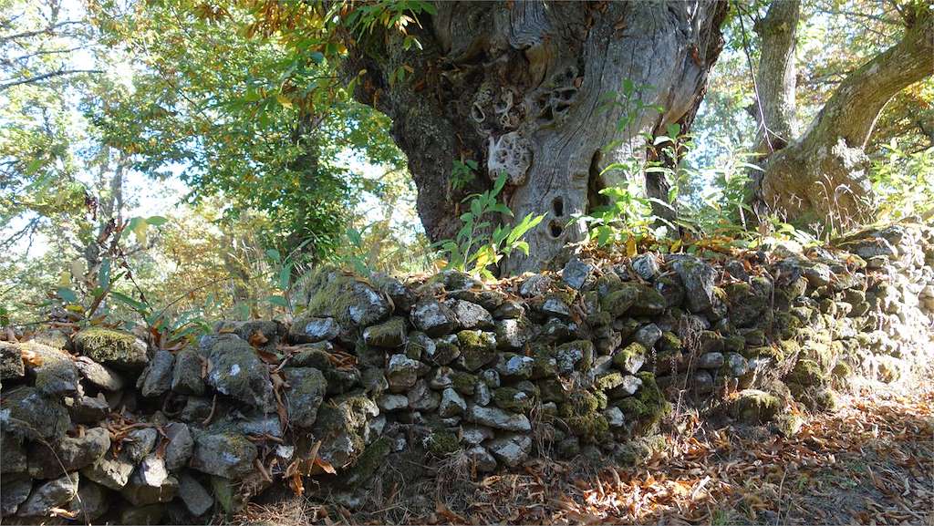 PR-G 137 Ruta dos Soutos de Cesuris en Manzaneda