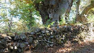 PR-G 137 Ruta dos Soutos de Cesuris 