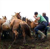 Rapa das Bestas de Cuspedriños en Cerdedo-Cotobade