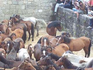 Rapa das Bestas de Sabucedo en A Estrada