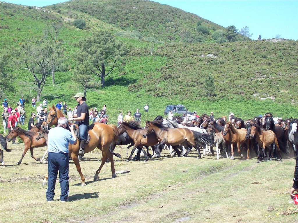 Rapa das Bestas de Sabucedo en A Estrada