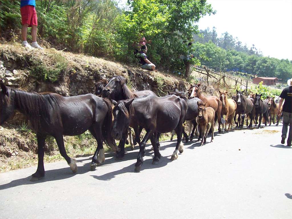 Rapa das Bestas de Sabucedo en A Estrada