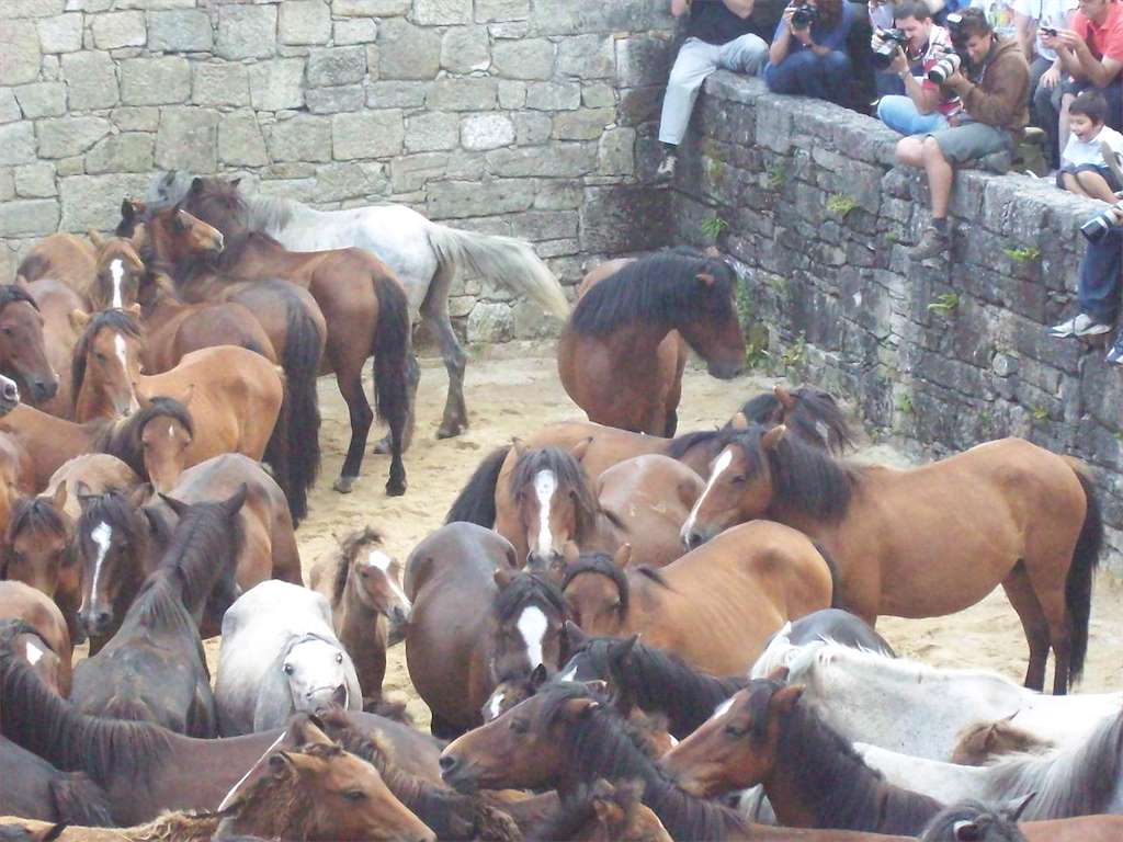 Rapa das Bestas de Sabucedo en A Estrada