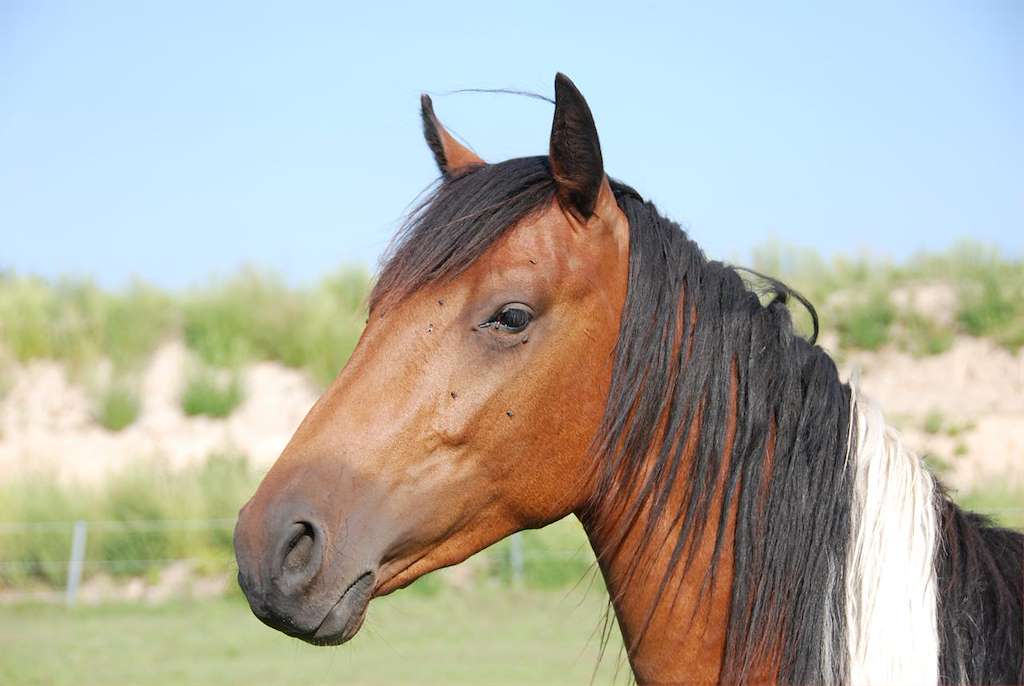 XX Romería del Caballo en Tui