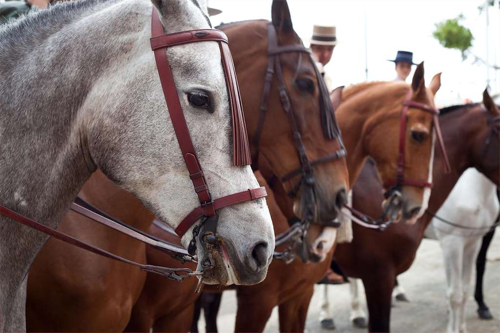XVI Ruta Cabalar en Arzúa