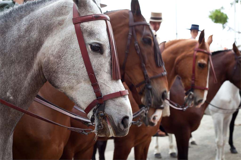 VII Ruta Cabalar de Mosteiro en Meis