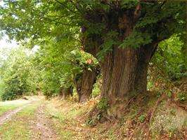 Ruta da Fraga en San Xoán de Río