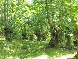 Ruta da Fraga en San Xoán de Río