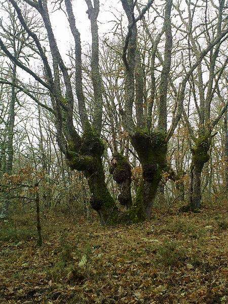 Ruta da Fraga en San Xoán de Río