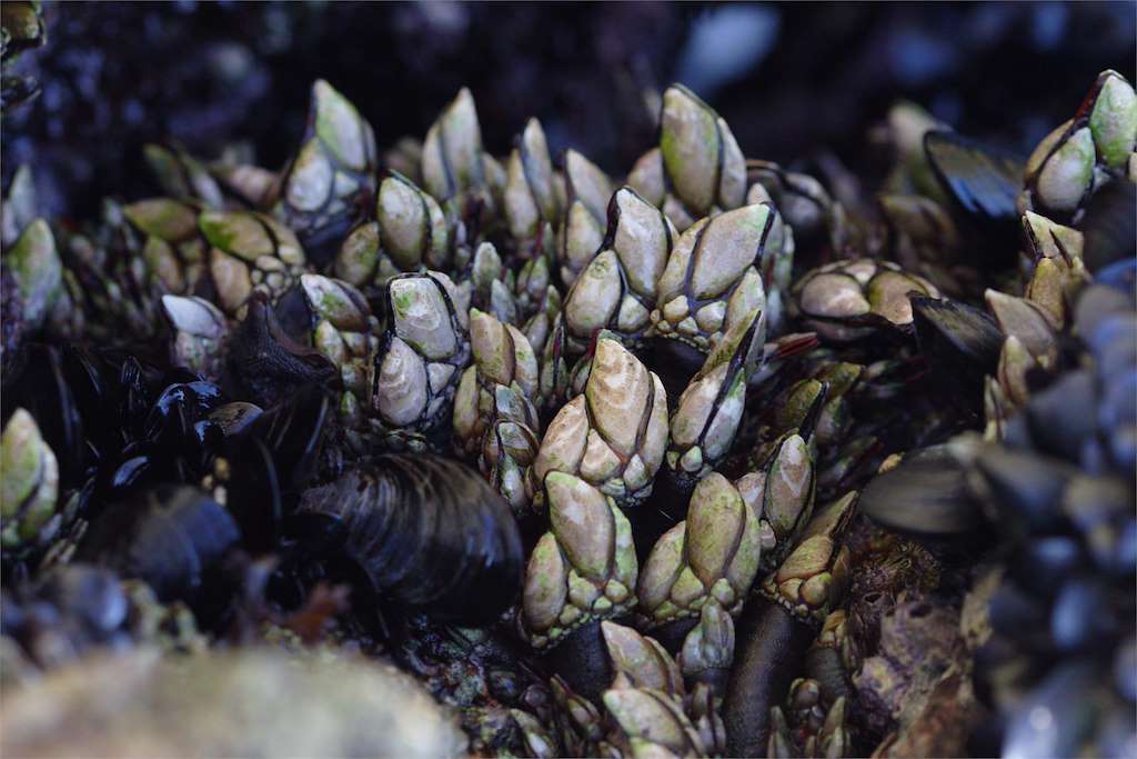 Ruta do Percebe en Laxe