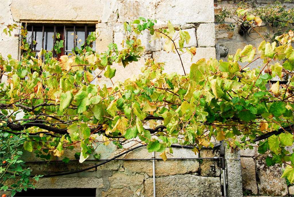 Ruta do Viño do Ribeiro – XI Xornadas de Portas Abertas en Ribadavia