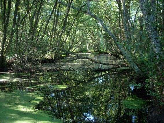 Ruta dos Muíños do Río Loña en O Pereiro de Aguiar