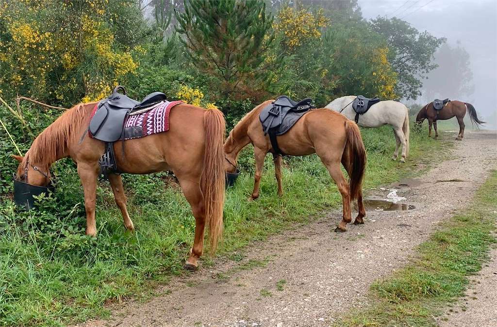 Rutas a Caballo por el Camino The Pilgrim Horse en Sarria