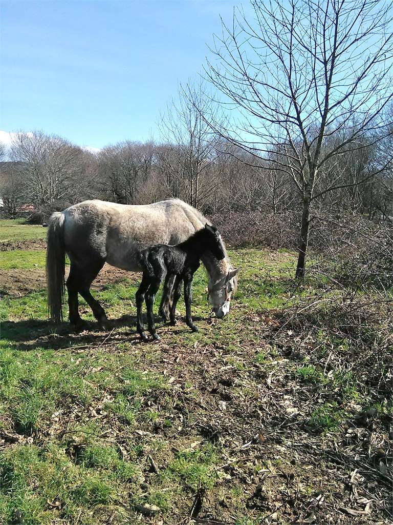 Rutas a Caballo Rancho Chico en Laxe