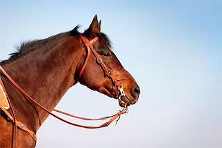 XII Ruta Cabalar de Vilaza  en Gondomar