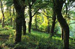 San Martiño en Forcarei