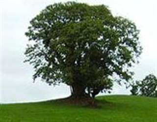 Fechas, información, programa, cartel, imágenes, mapa y ubicación de Sobreira de Santiorxo (2023)  en  A Pobra do Brollón