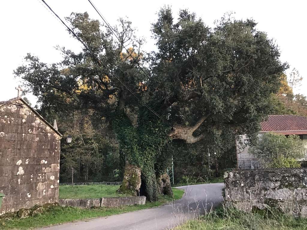 Sobreiras Centenarias de Entenza en Salceda de Caselas