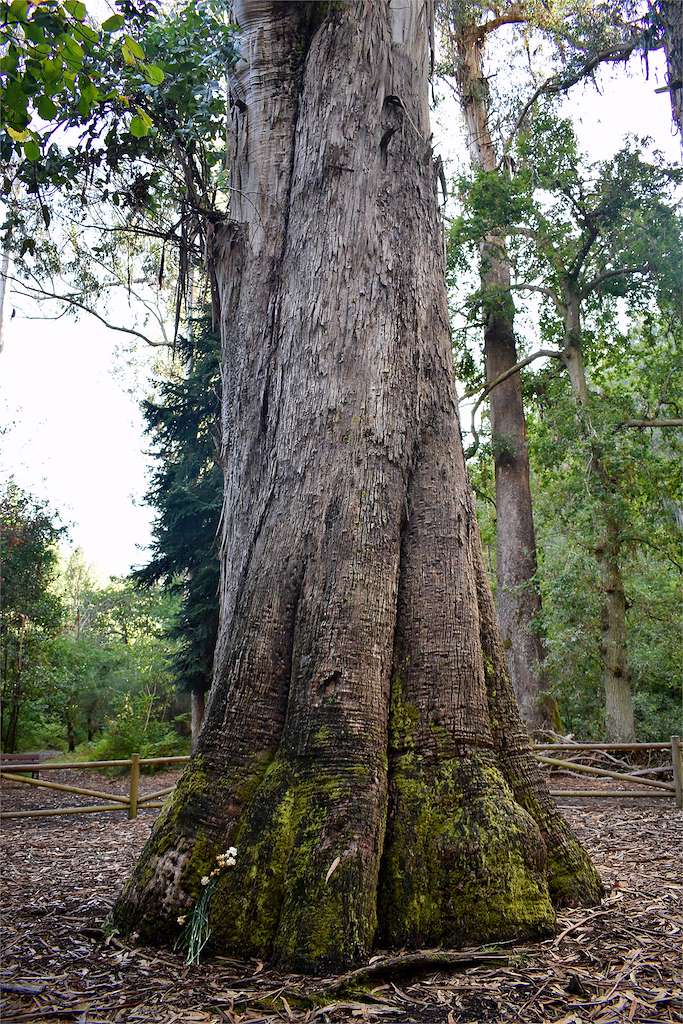 Souto da Retorta en Viveiro