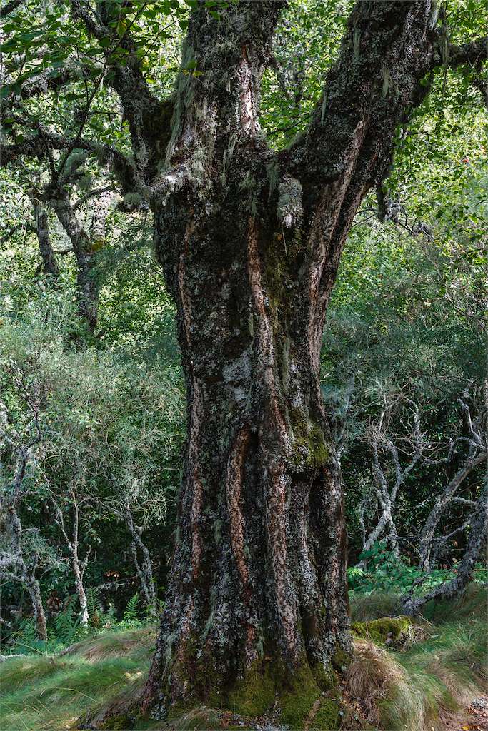 Teixadal de Casaio en Carballeda de Valdeorras