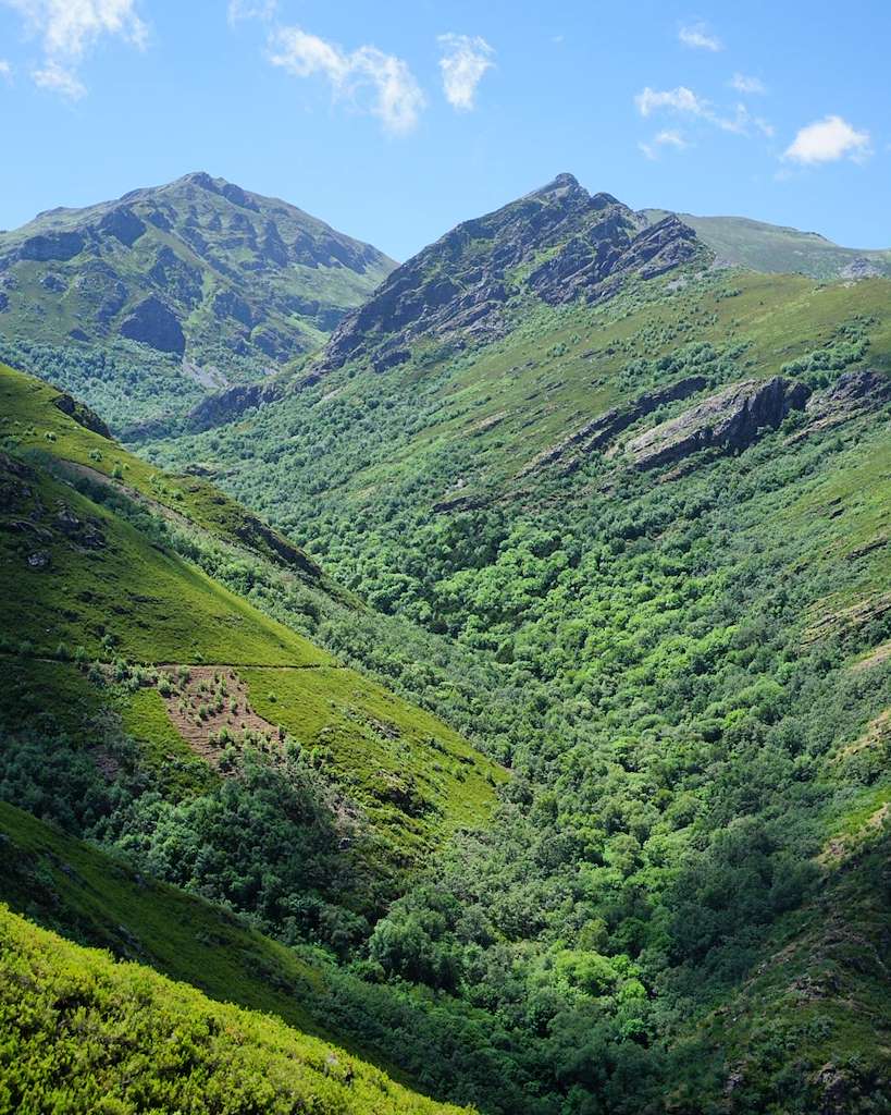 Teixadal de Casaio en Carballeda de Valdeorras