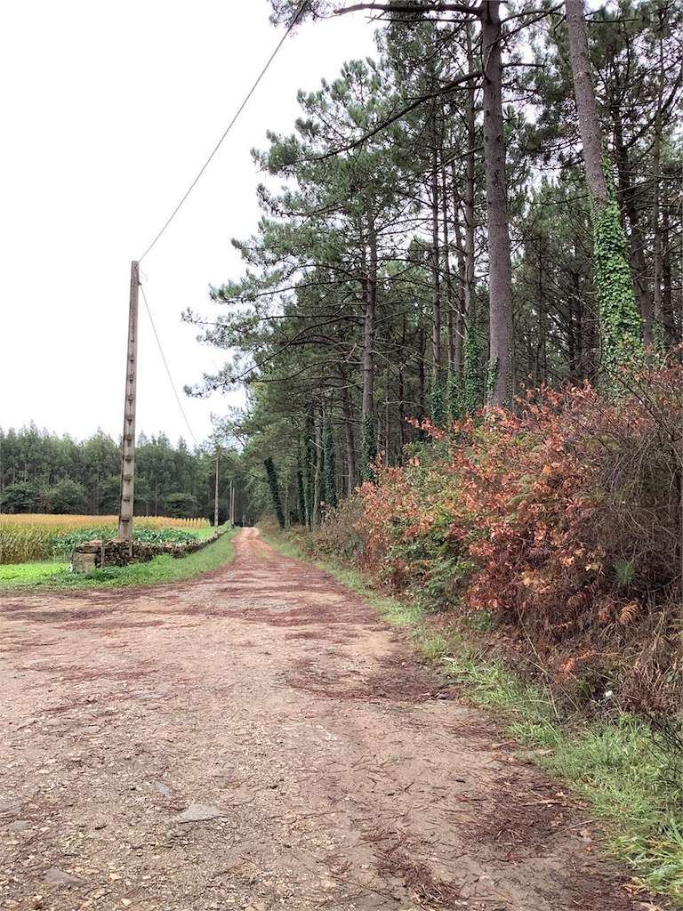 Turismo cinegético Prado Salgueiro en Cee
