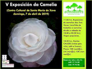 X Exposición da Camelia de Xeve en Pontevedra