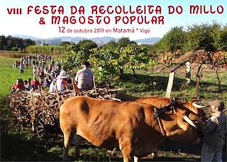 XI Festa da Recolleita do Millo de Matamá en Vigo