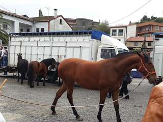 VI Ruta Cabalar de Amorín en Tomiño