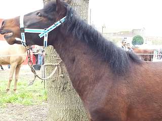 XII Ruta a Cabalo ó San Antonio en Abadín