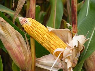 XXII Romaría de Os Nosos Fariñeiros Burros e Muíños (2026) en Tui