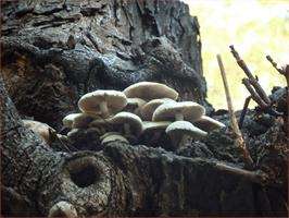 XXV Festa do Cogomelo (2025) en Curtis