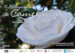 XVII Exposición de Camelias de Domaio en Moaña