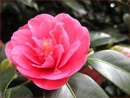 XVII Exposición de Camelias de Domaio en Moaña