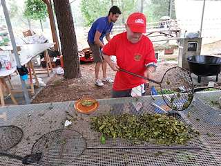 XLV Festa do Pemento de Herbón en Padrón