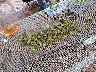 XLV Festa do Pemento de Herbón en Padrón