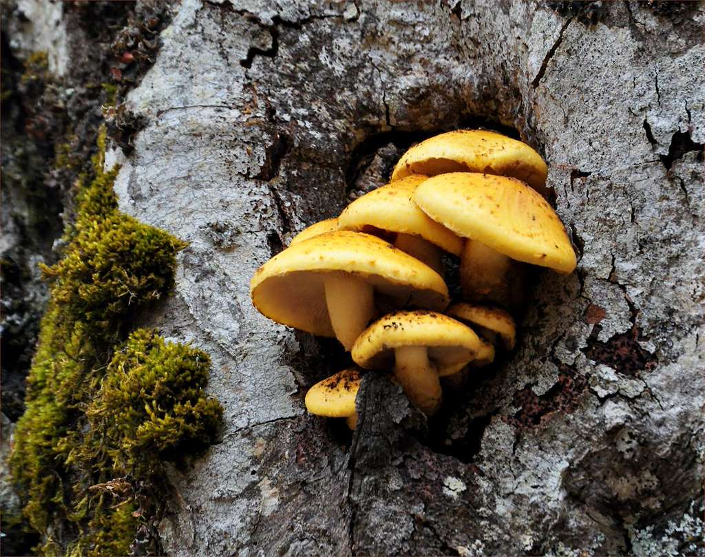 Xornadas Micolóxicas de O Burgo en Pontevedra