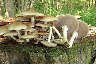 Fechas, información, programa, cartel, imágenes, mapa y ubicación de XLV Xornadas Micolóxicas (2025) en Foz