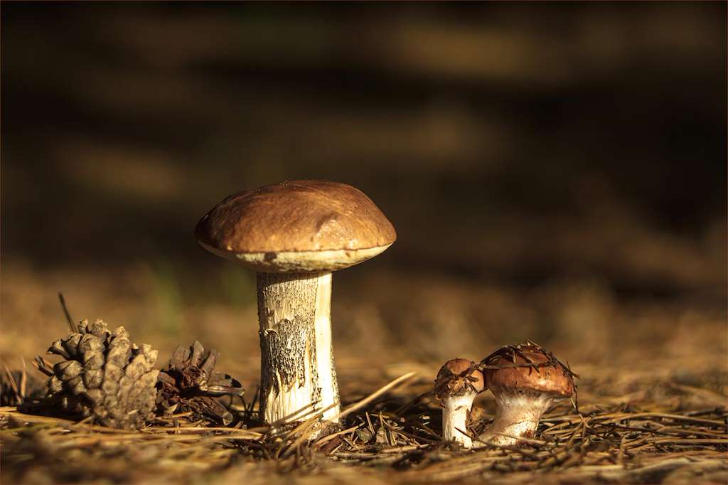 IX Xornadas Micolóxicas no Courel en Folgoso do Courel