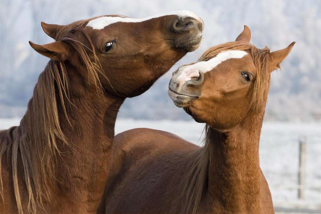 IX Xuntanza Cabalar en Sobrado